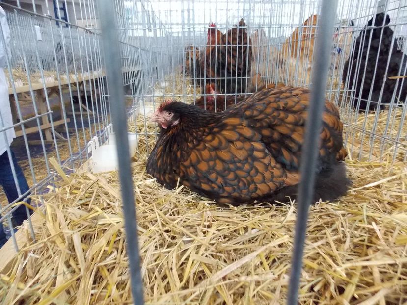  - EXPO-2018- HOBBY CENTRUM BRASOV