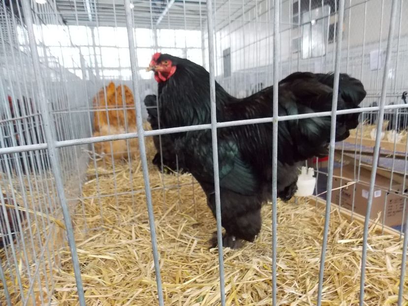  - EXPO-2018- HOBBY CENTRUM BRASOV