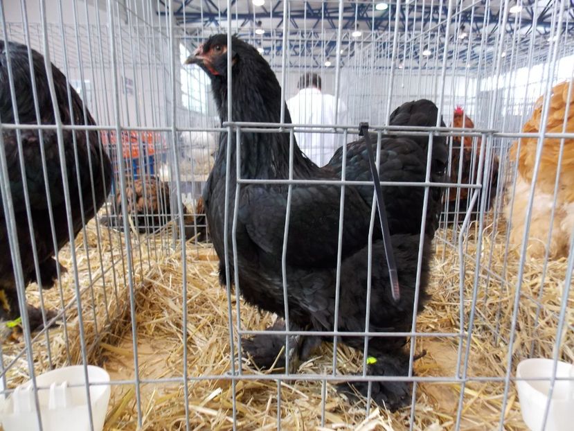  - EXPO-2018- HOBBY CENTRUM BRASOV