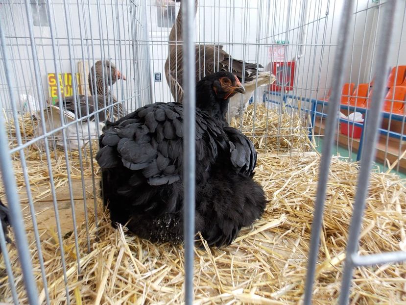  - EXPO-2018- HOBBY CENTRUM BRASOV