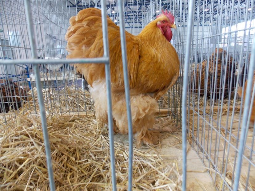  - EXPO-2018- HOBBY CENTRUM BRASOV