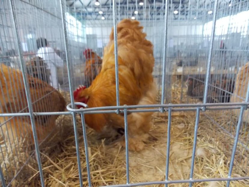  - EXPO-2018- HOBBY CENTRUM BRASOV