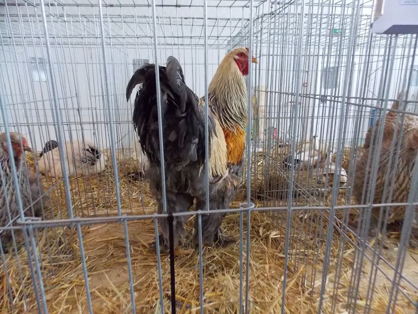  - EXPO-2018- HOBBY CENTRUM BRASOV