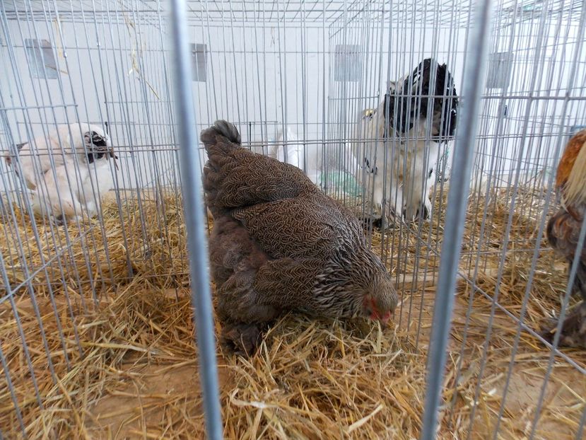  - EXPO-2018- HOBBY CENTRUM BRASOV