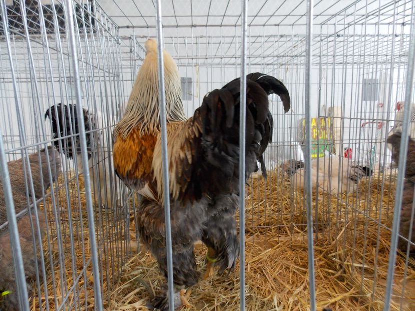  - EXPO-2018- HOBBY CENTRUM BRASOV