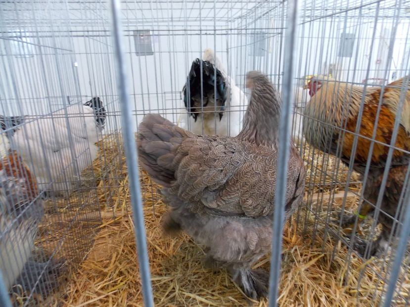  - EXPO-2018- HOBBY CENTRUM BRASOV