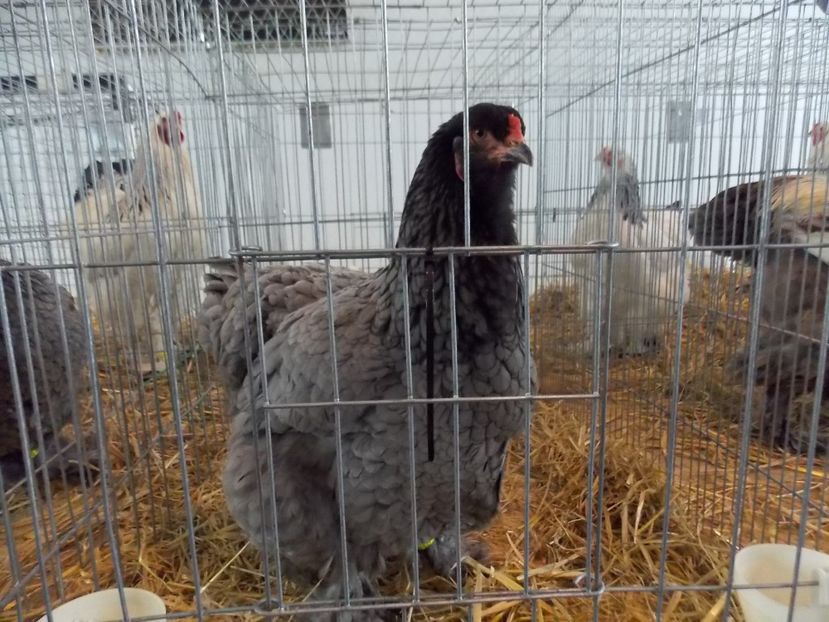  - EXPO-2018- HOBBY CENTRUM BRASOV