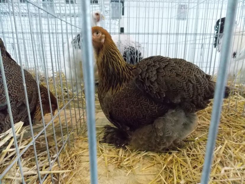  - EXPO-2018- HOBBY CENTRUM BRASOV