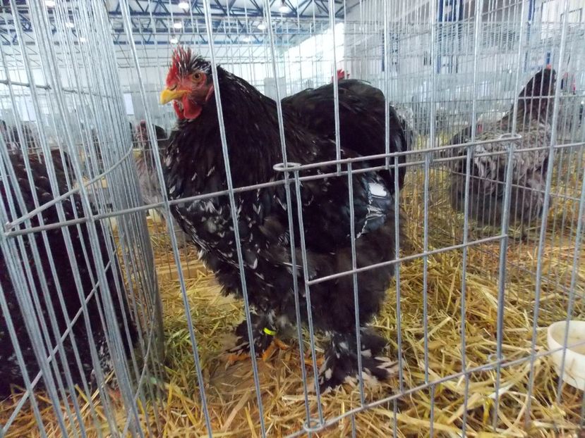  - EXPO-2018- HOBBY CENTRUM BRASOV