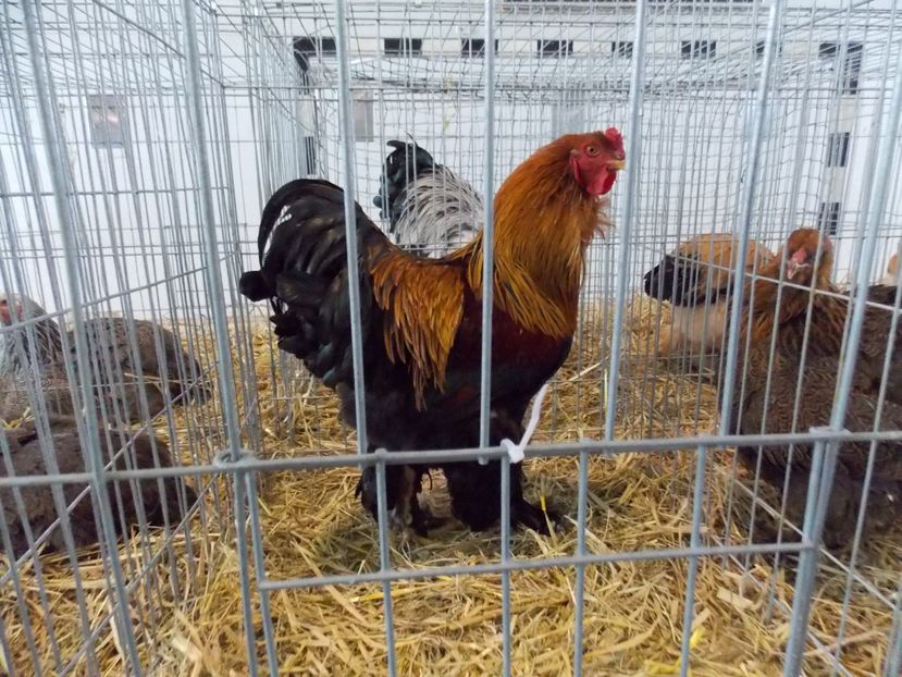  - EXPO-2018- HOBBY CENTRUM BRASOV