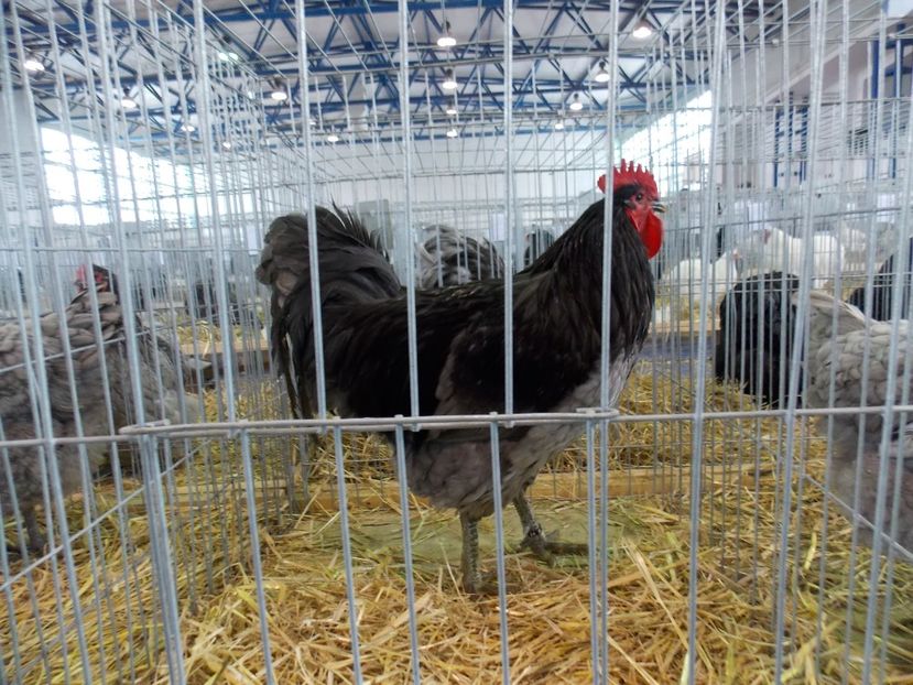  - EXPO-2018- HOBBY CENTRUM BRASOV