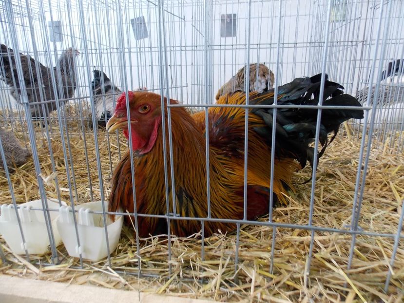  - EXPO-2018- HOBBY CENTRUM BRASOV