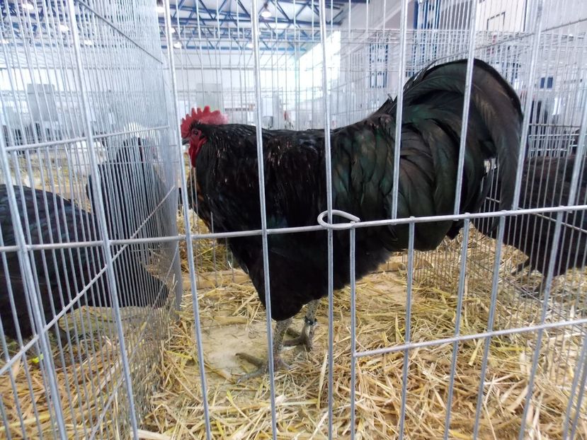  - EXPO-2018- HOBBY CENTRUM BRASOV