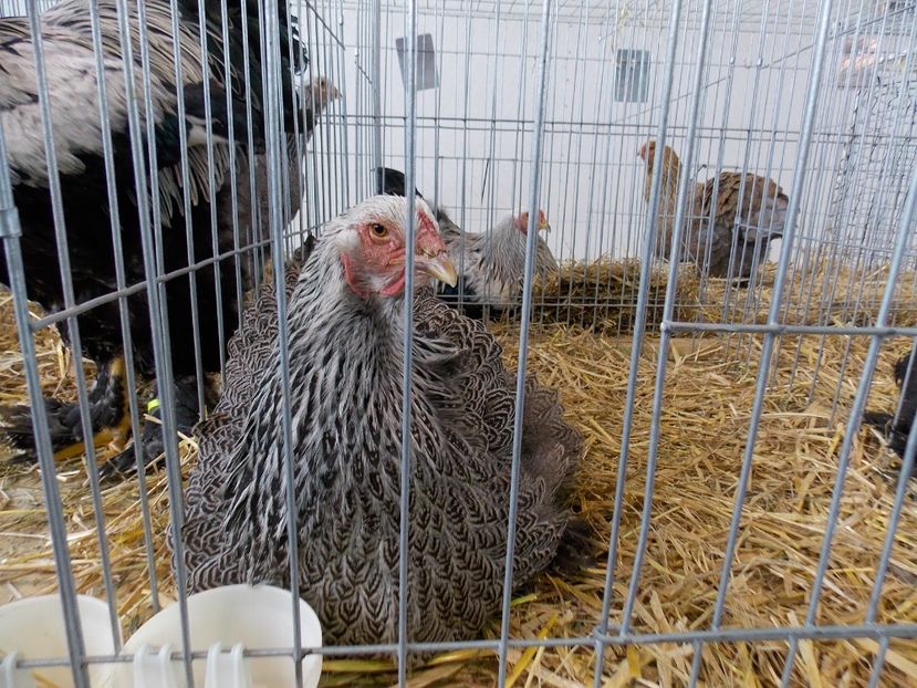  - EXPO-2018- HOBBY CENTRUM BRASOV