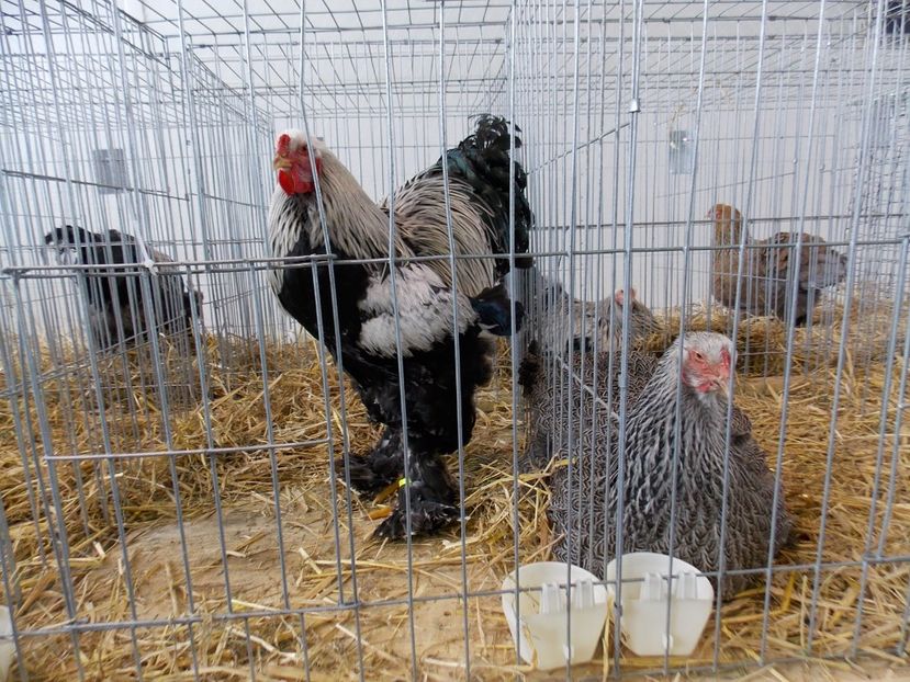  - EXPO-2018- HOBBY CENTRUM BRASOV