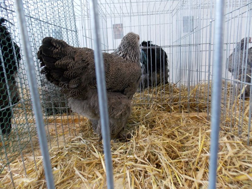  - EXPO-2018- HOBBY CENTRUM BRASOV