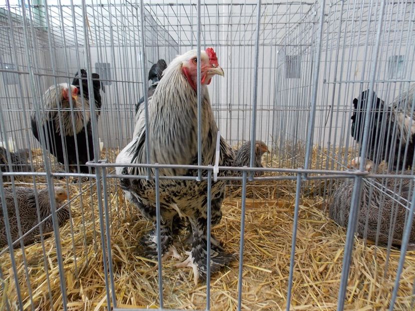  - EXPO-2018- HOBBY CENTRUM BRASOV