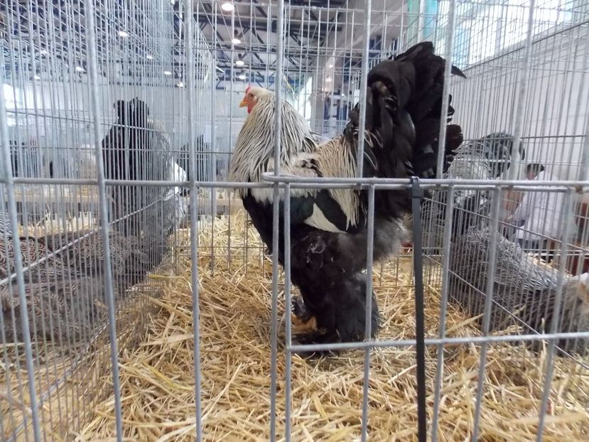  - EXPO-2018- HOBBY CENTRUM BRASOV