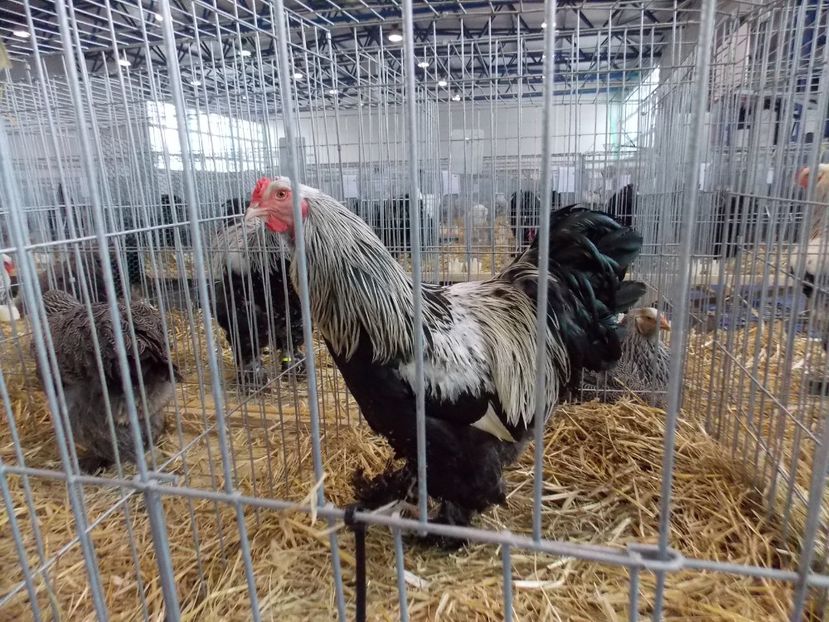  - EXPO-2018- HOBBY CENTRUM BRASOV