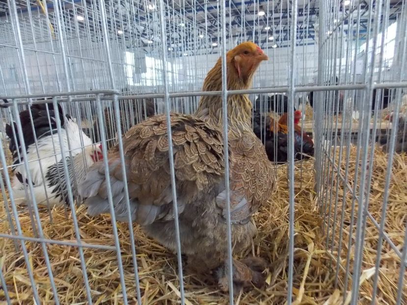  - EXPO-2018- HOBBY CENTRUM BRASOV