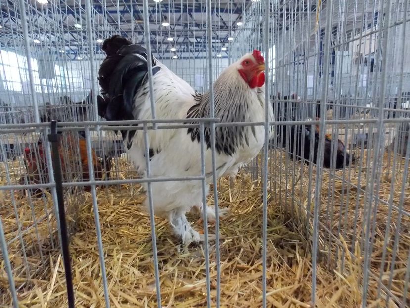  - EXPO-2018- HOBBY CENTRUM BRASOV