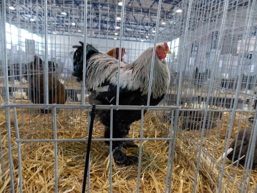  - EXPO-2018- HOBBY CENTRUM BRASOV