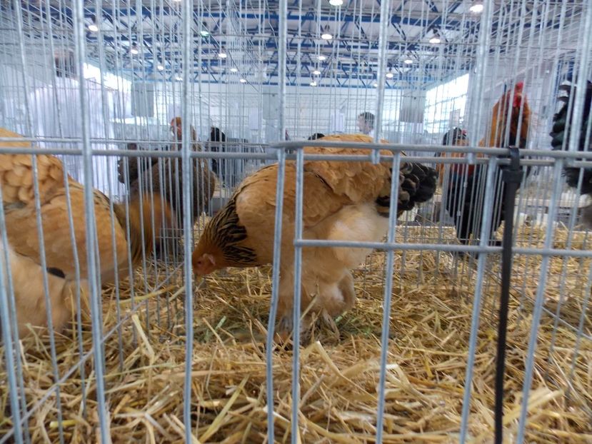  - EXPO-2018- HOBBY CENTRUM BRASOV