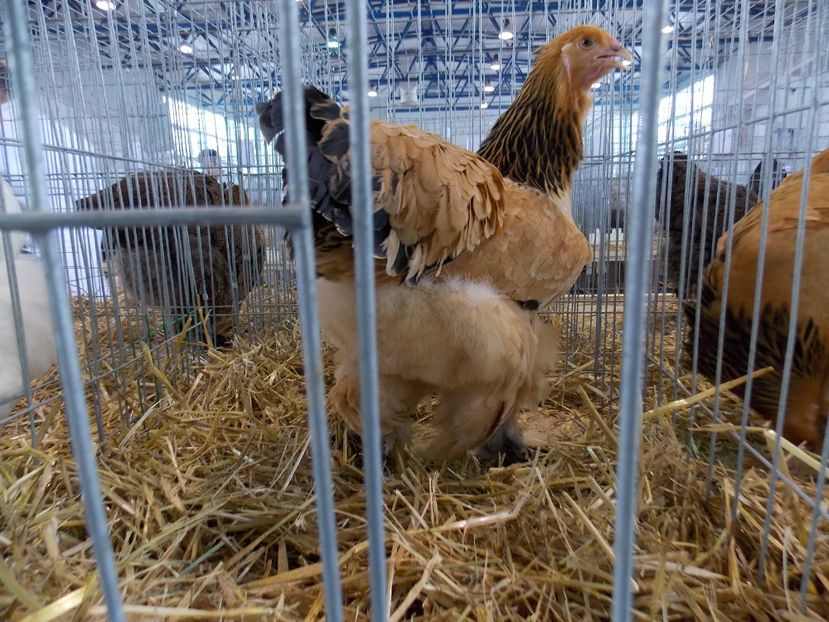  - EXPO-2018- HOBBY CENTRUM BRASOV