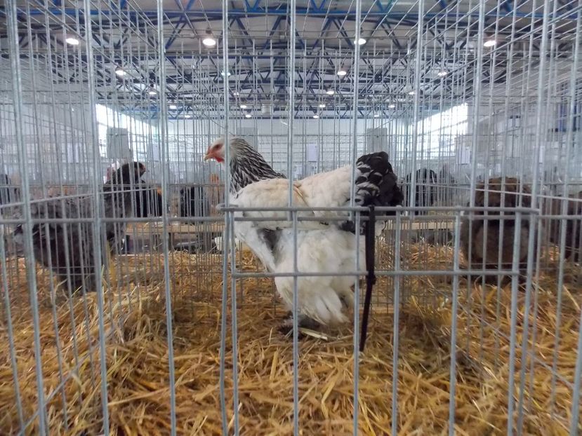  - EXPO-2018- HOBBY CENTRUM BRASOV