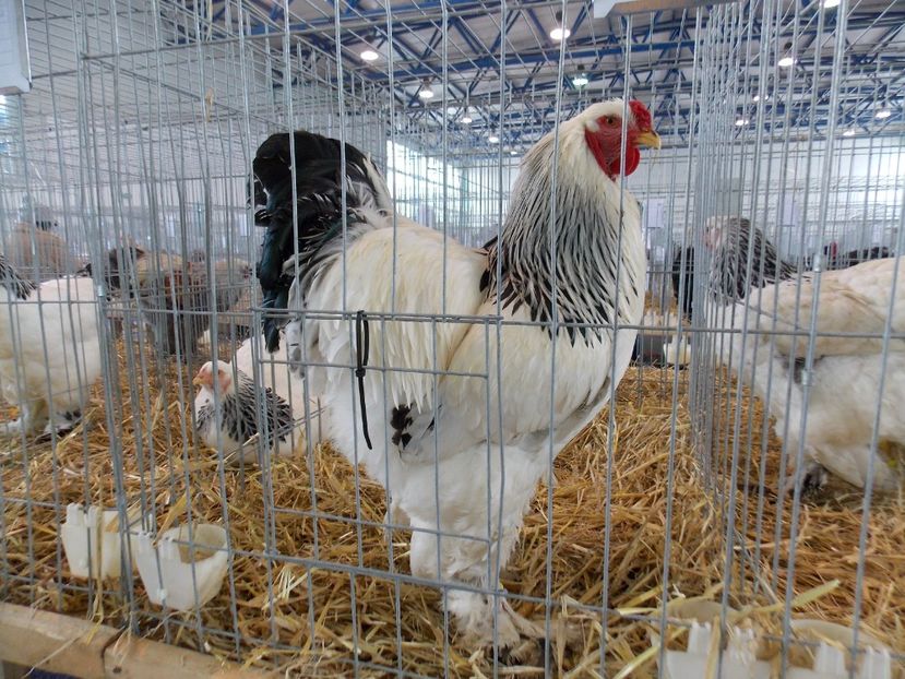  - EXPO-2018- HOBBY CENTRUM BRASOV