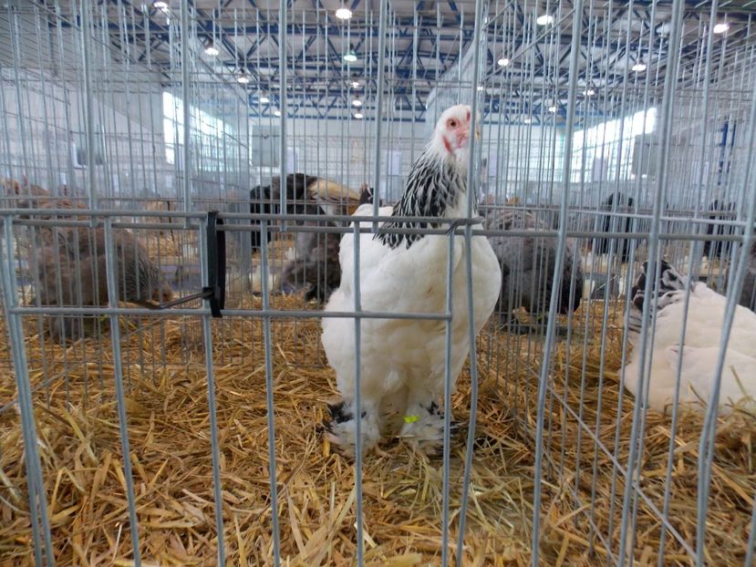  - EXPO-2018- HOBBY CENTRUM BRASOV