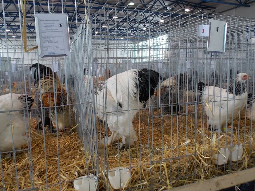  - EXPO-2018- HOBBY CENTRUM BRASOV