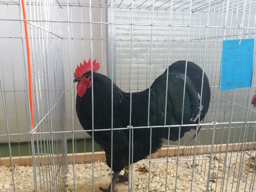  - australorp negru