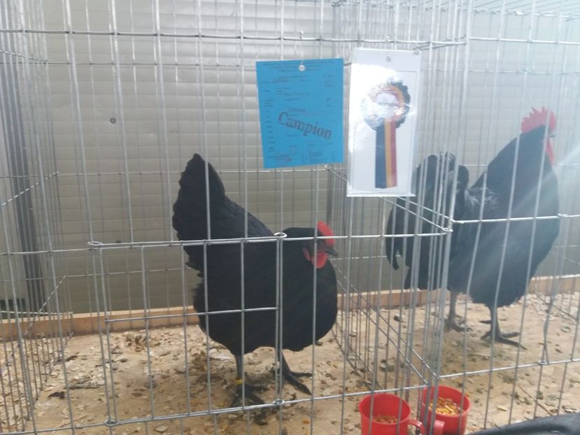  - australorp negru