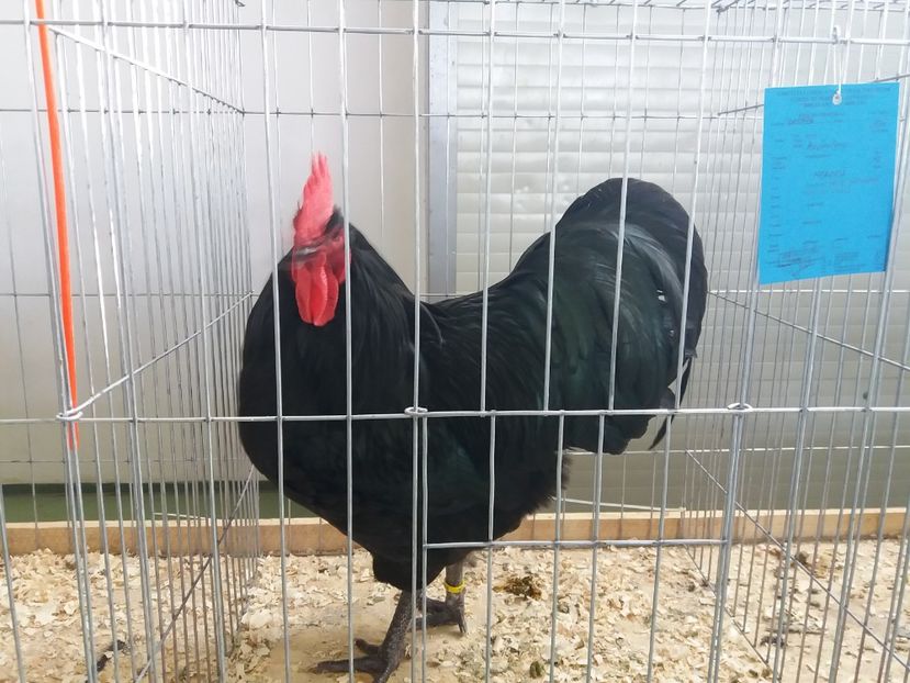  - australorp negru