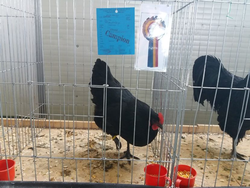  - australorp negru