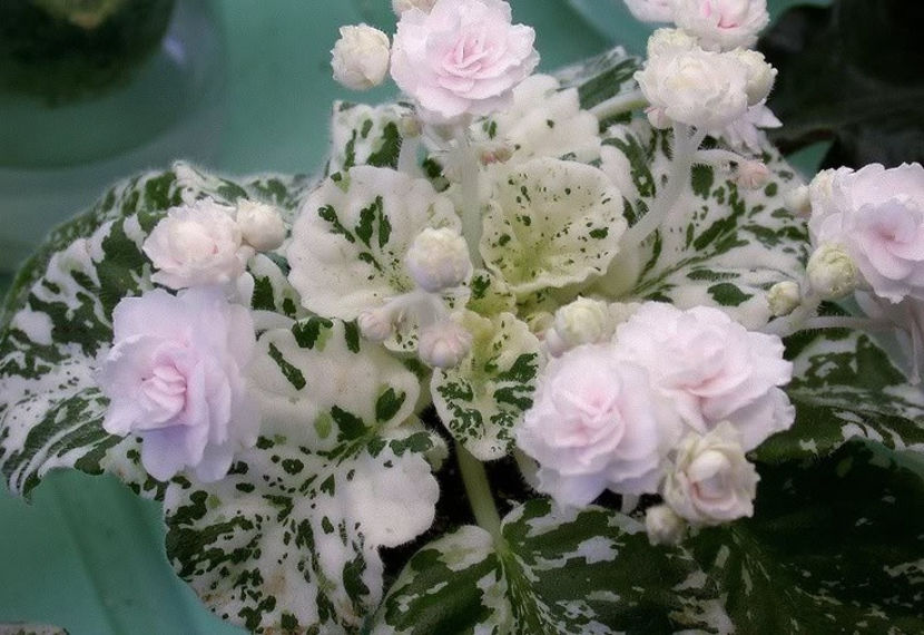 poza net - Watermelon Snow