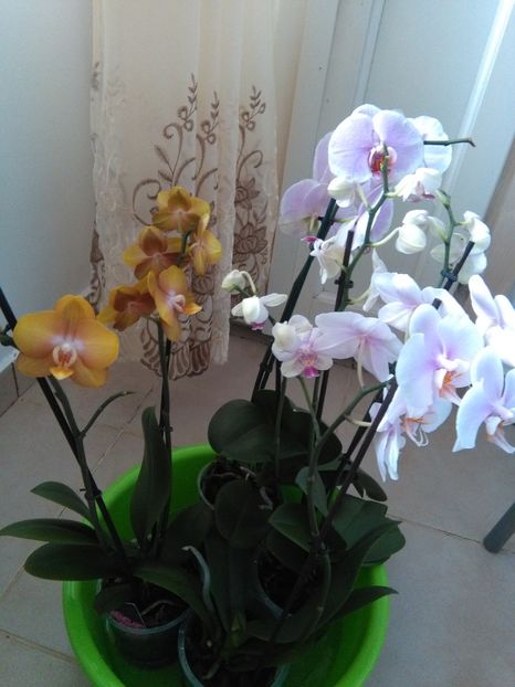 Orhidee phaleonopsis - Orhideei