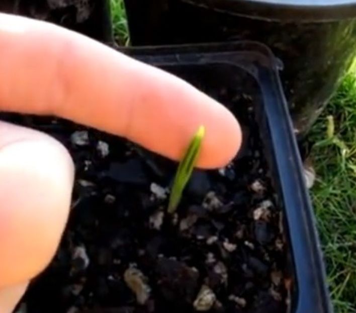 Deglet nour seminte incoltite - Palmierul Deglet Nour