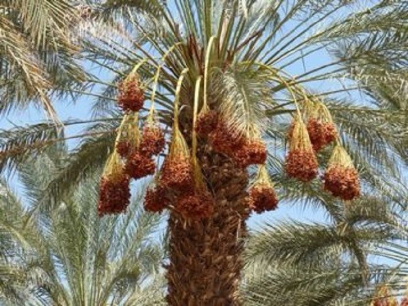 Deglet nour palmier cu curmale - Palmierul Deglet Nour