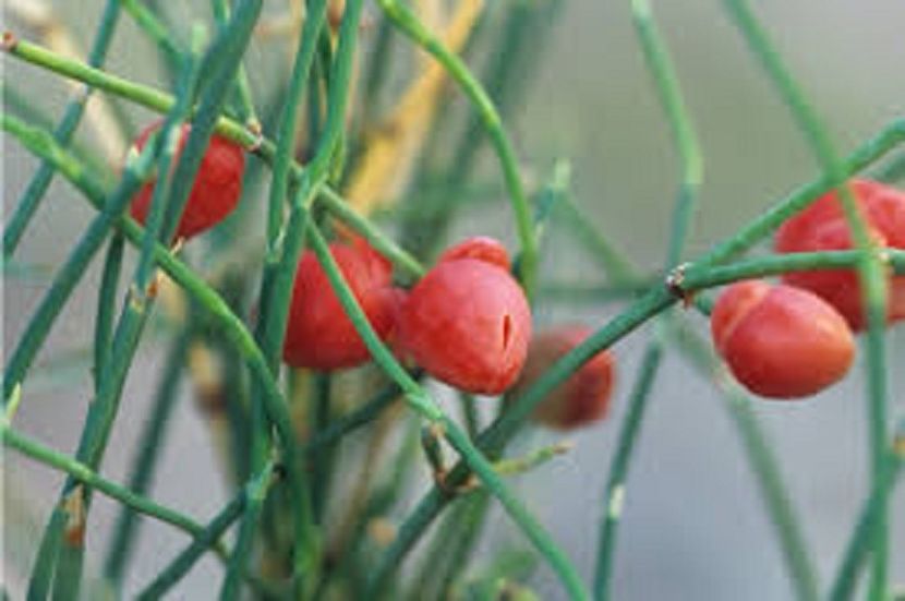 Efedra sinica planta verde tot anul - Efedra sinica seminte