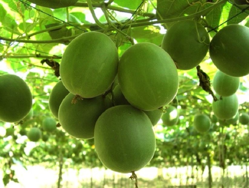 Siraitia Grosvenorii-fructul calugarului-fruct verde - Siraitia grosvenorii