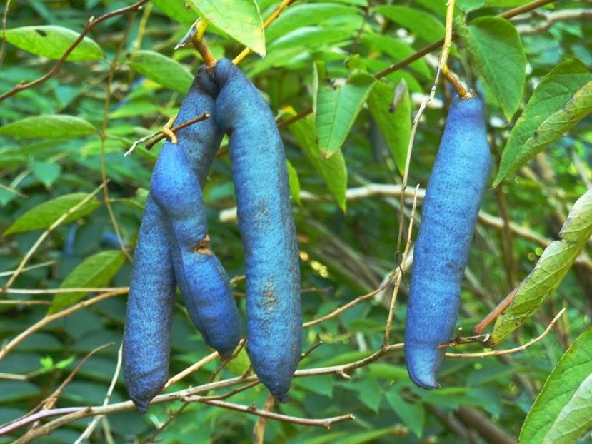 Decaisnea insignis copac - DECAISNEA INSIGNIS