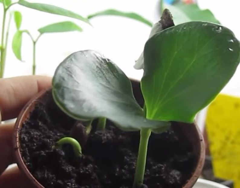 Kadsura coccinea plante din seminte - Kadsura coccinea