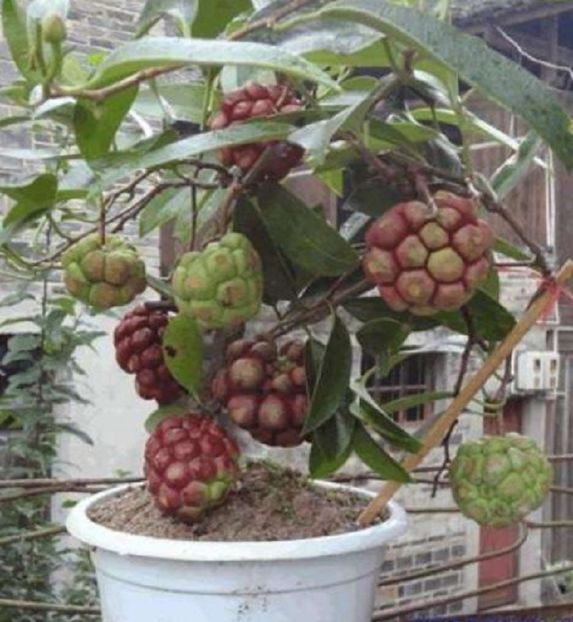 Kadsura coccinea in ghiveci - Kadsura coccinea