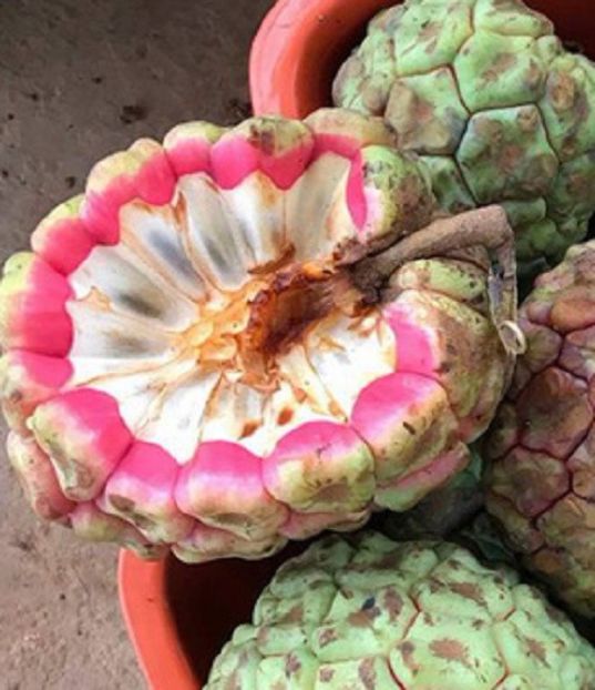 Kadsura coccinea fructe - Kadsura coccinea