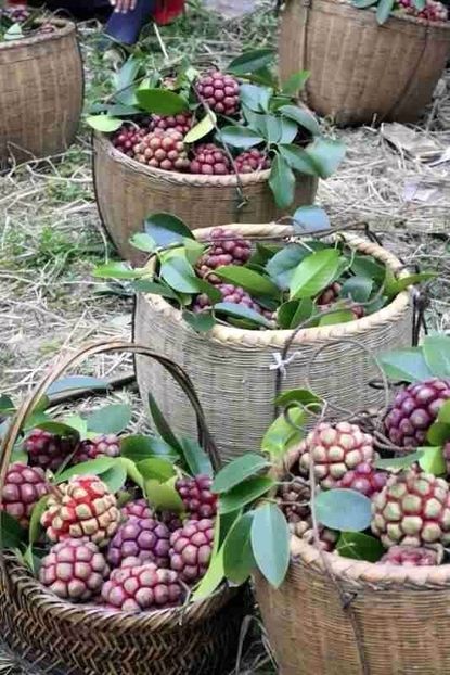 Kadsura coccinea fructe culese - Kadsura coccinea