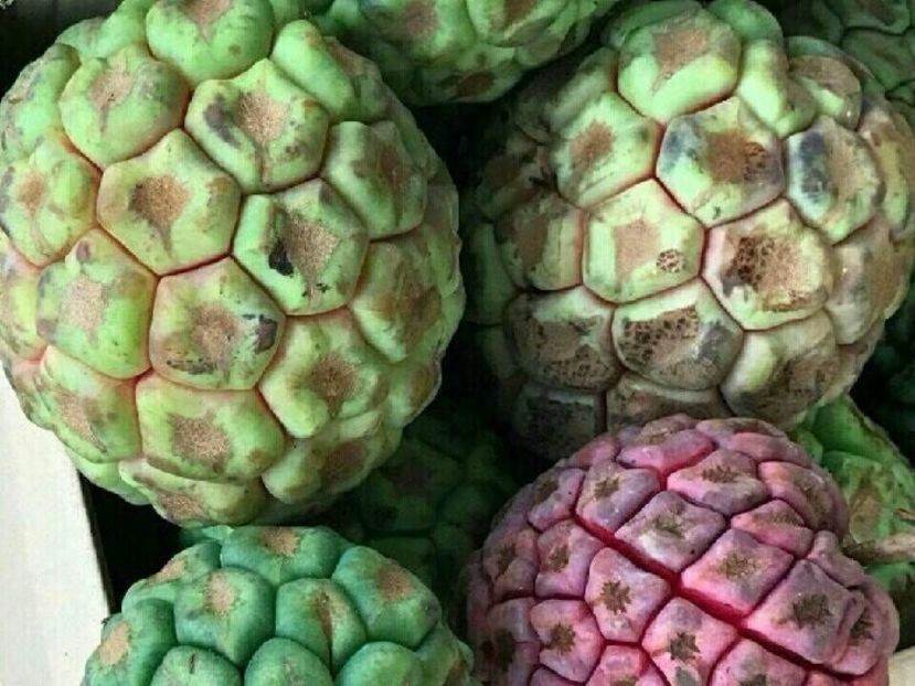 Kadsura coccinea fructe verzi - Kadsura coccinea