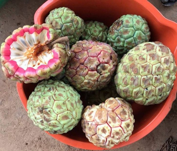 Kadsura coccinea fructe - Kadsura coccinea