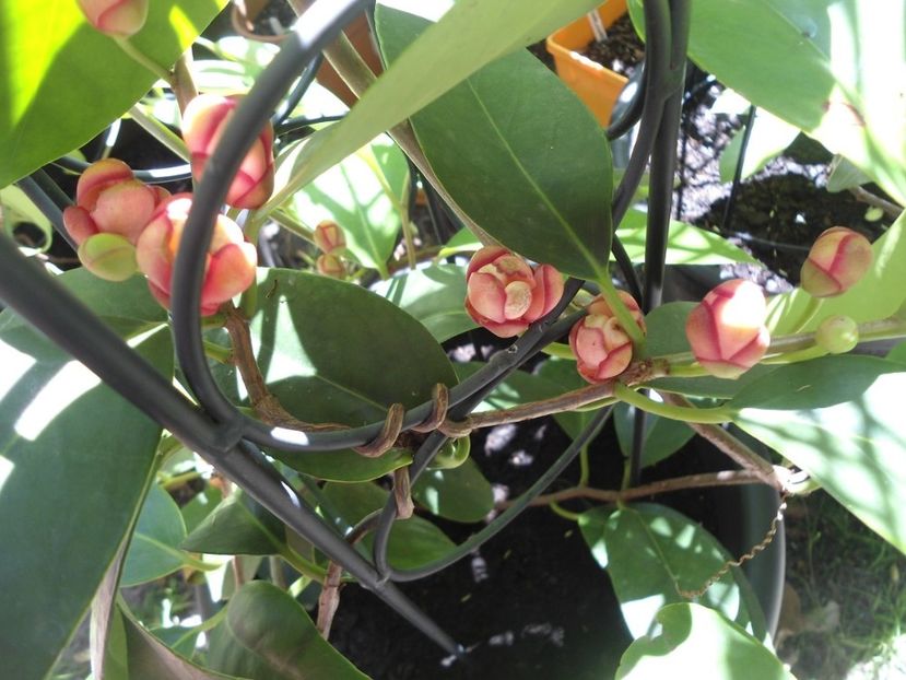 Kadsura coccinea planta in ghiveci cu fructe mici in formare - Kadsura coccinea